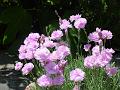 2009-0614_Dianthus_1435-22,1C